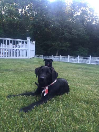 Model Dog @Nick
