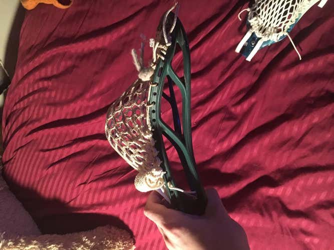Stx stallion