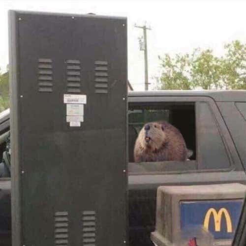 50 JIMALAX BUTT ENDS