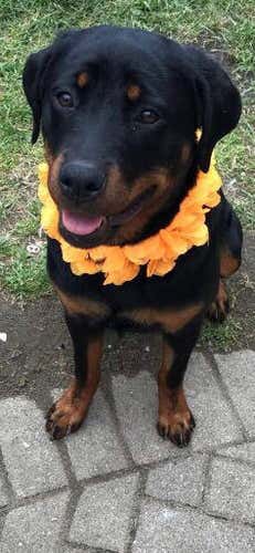 Olddognewsticks ONLY