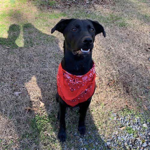 Used Right Handed 12" Baseball Glove