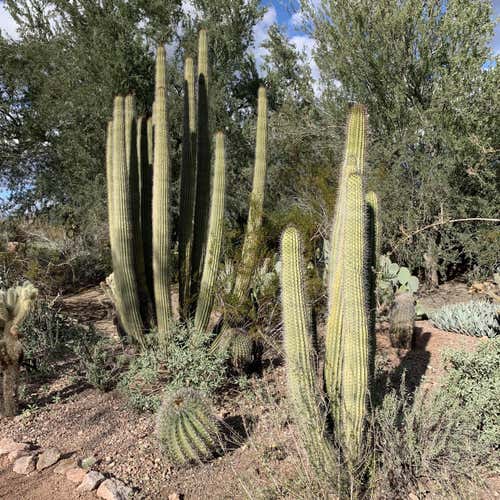 # 40 Pinnie And Gray Xl Shorts