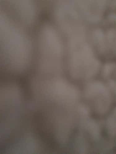 Trade For Old Dog Lacrosse