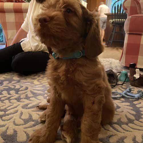 Used Hockey Stick (test)