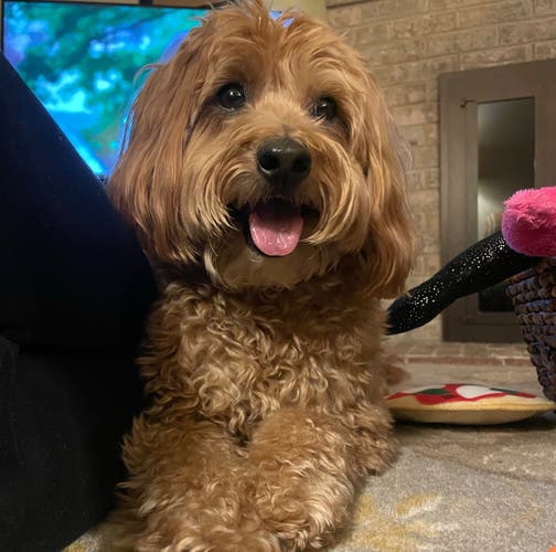 auto-pd Test Used 45NRTH Discs Driver