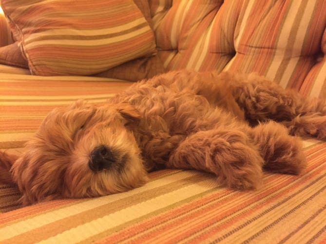 Used Size 3.5 (Women's 4.5) Adidas