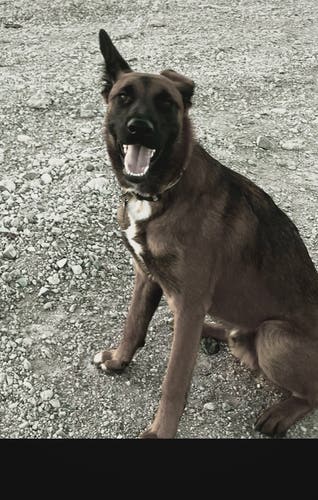 5 head Bundle for nrhockey4