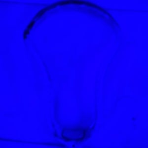 STX Unstrung Stallion 1K Head (Used)