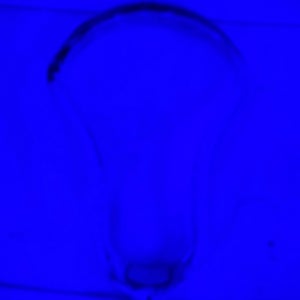 STX Unstrung Stallion 1K Head (Used)