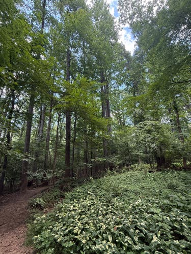 2014 Easton Hockey Skates Regular Width Size 1.5 (Used)