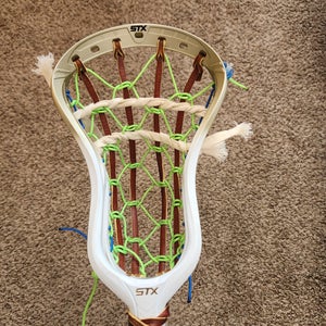 5D Traditional Limited Edition Gold STX Stallion 1K Head  (New)