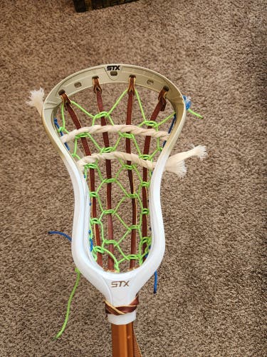 5D Traditional Limited Edition Gold STX Stallion 1K Head  (New)