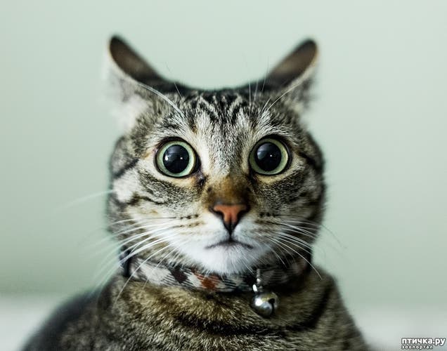 Verefication for SidelineSwap Sellers