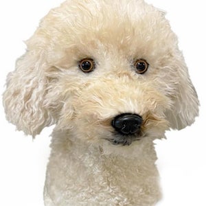 NEW FurEver Clone Cream Doodle Golf Driver Headcover