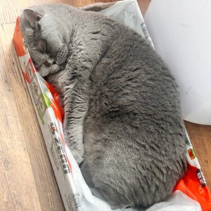 Cascade XRS Helmet (Used)