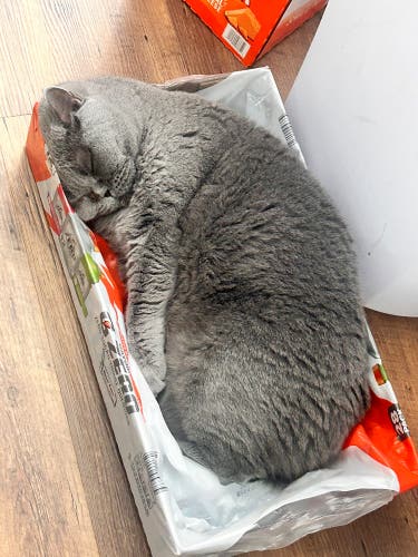 Cascade XRS Helmet (Used)