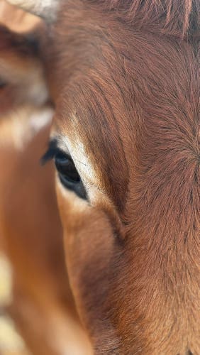 True Pro Custom Hockey Skates 7 (New)