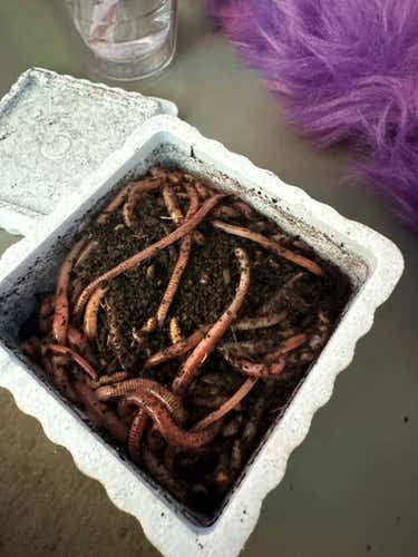 29" 2022 BattleAxe Regular Goalie Full Set (New)