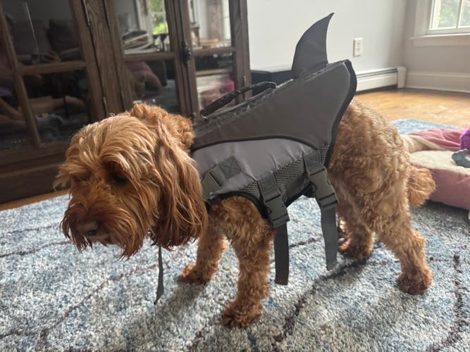 Shark Fin Dog Life Jacket | Adjustable Dog Swim Vest