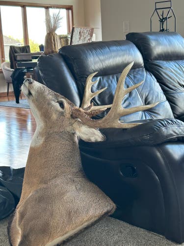 New deer mount