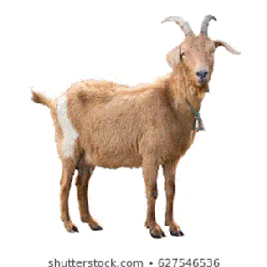 Cool Error Goat